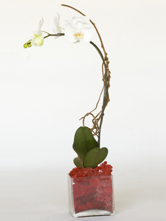 other plants, orchid and plants, orchids